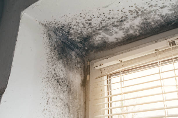 Trusted Black Mold Removal service in Urbanna, VA - Cheap Mold Removal