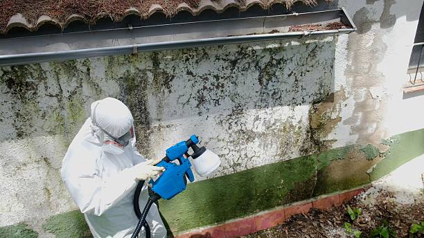 Top rated local Basement Mold Removal specialists in Urbanna, VA